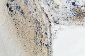 Why You Should Choose Our Mold Remediation Services in Cheat Lake, WV